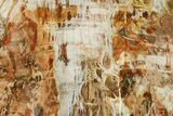 Beautiful Petrified Wood (Araucaria) Slab - Madagascar #361502-1